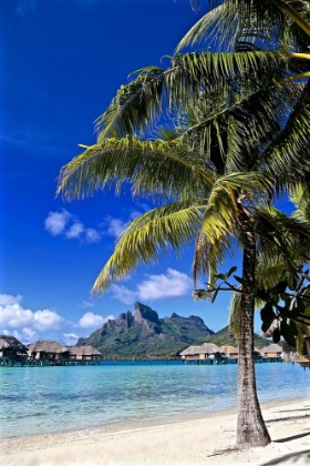 Picture of BORABORA PALM TREE