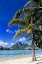 Picture of BORABORA PALM TREE