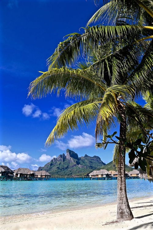 Picture of BORABORA PALM TREE