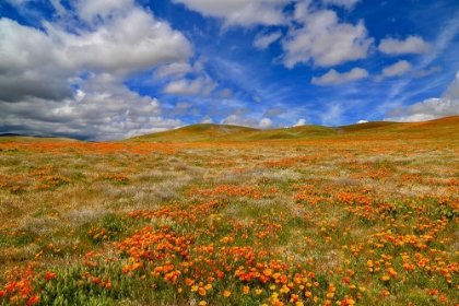 Picture of POPPIES WITH CLOUDS