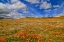 Picture of POPPIES WITH CLOUDS