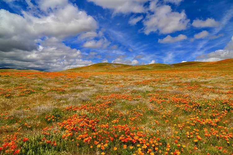 Picture of POPPIES WITH CLOUDS