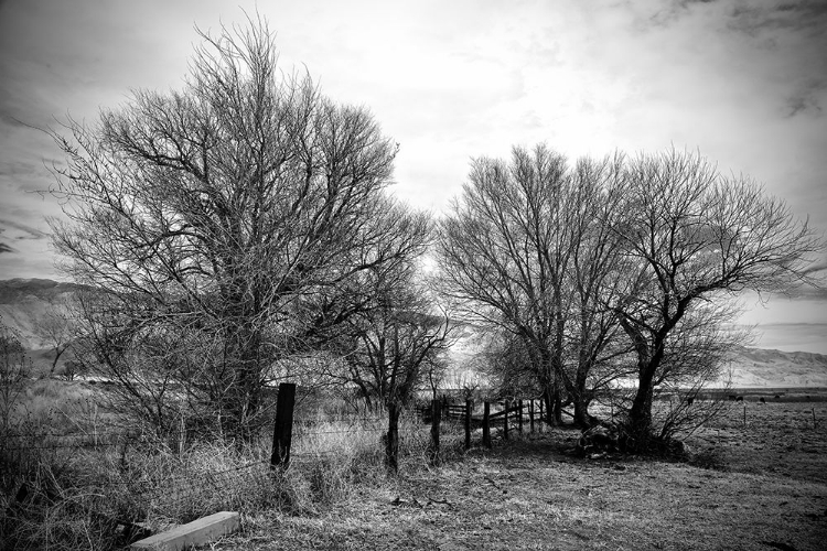 Picture of TREES NEAR A FENCE