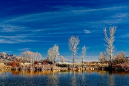 Picture of WHITE REFLECTING TREES