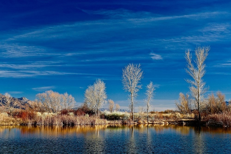 Picture of WHITE REFLECTING TREES