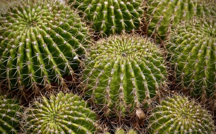 Picture of CACTUS ROUNDS