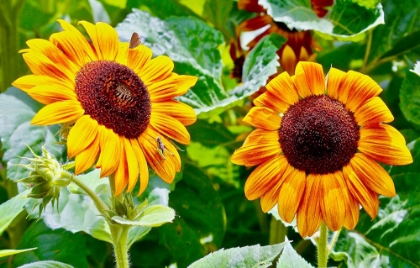 Picture of DOUBLE SUNFLOWER