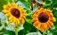 Picture of DOUBLE SUNFLOWER
