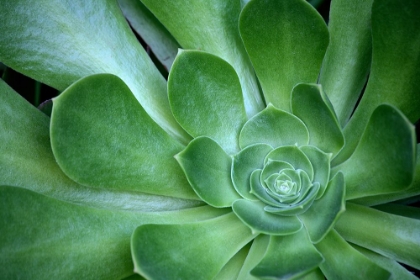 Picture of GREEN SUCCULENT