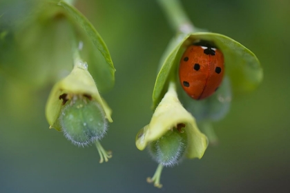 Picture of LONE LADYBUG