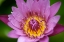 Picture of SINGLE PINK FLOWER