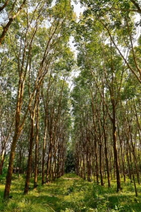 Picture of THROUGH THE TREES IN COLOR