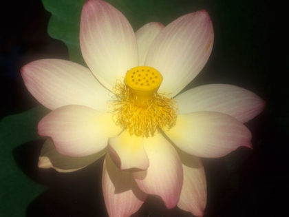 Picture of WATER LILY