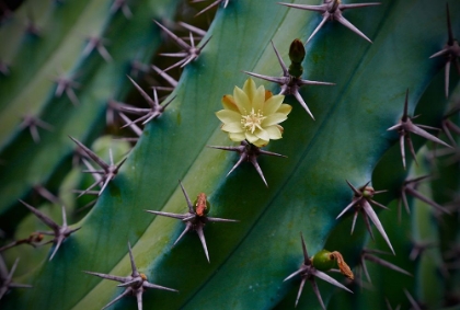 Picture of YELLOW FLOWER ON A CACTUS
