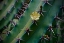 Picture of YELLOW FLOWER ON A CACTUS