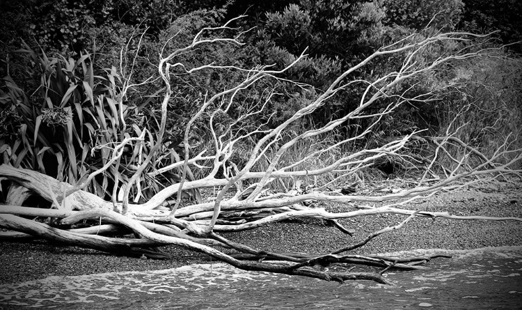 Picture of BRANCH ON THE BEACH IN BLACK AND WHITE