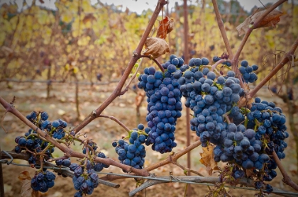 Picture of GRAPES ON A VINE