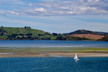 Picture of LONE SAILOR IN NEW ZEALAND