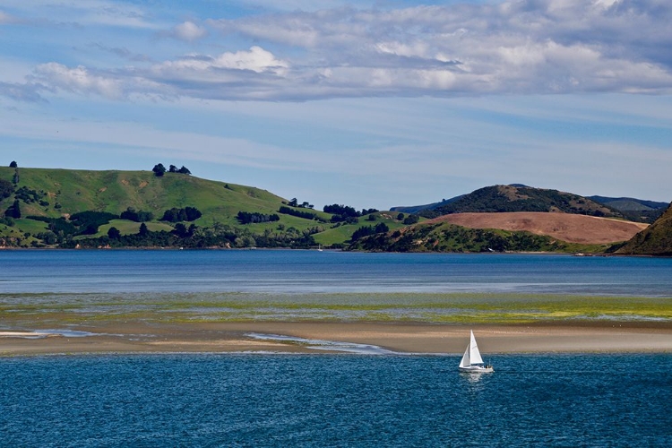 Picture of LONE SAILOR IN NEW ZEALAND