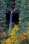 Picture of LOVE FALLS 2