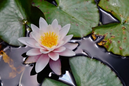 Picture of NZ WATERLILY