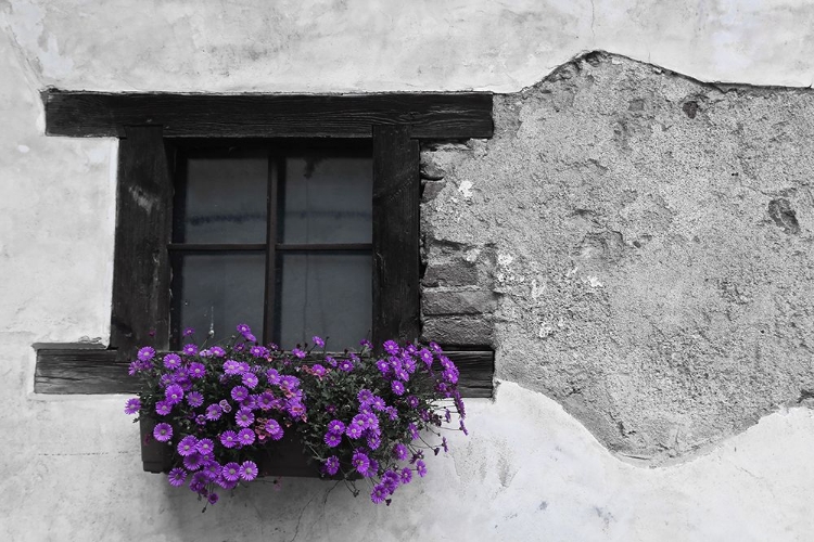 Picture of PURPLE FLOWERBOX BLACK AND WHITE