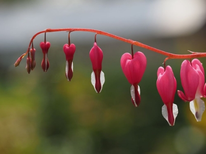 Picture of BLEEDING HEART