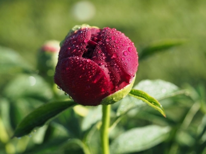 Picture of BUDDING FLOWER WITH DEW DROPS