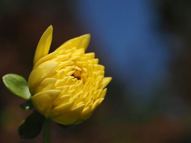 Picture of BUDDING YELLOW CHRYSANTHEMUM