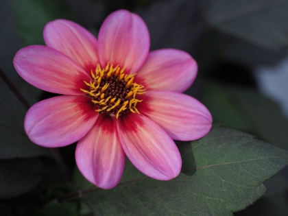 Picture of DAHLIA TRICOLORE