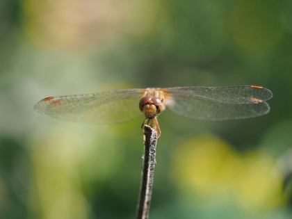 Picture of DRAGONFLY