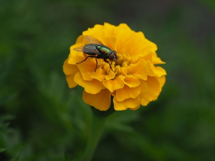 Picture of FLY ON YELLOW MARIGOLD