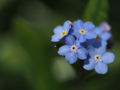Picture of FORGET ME NOT