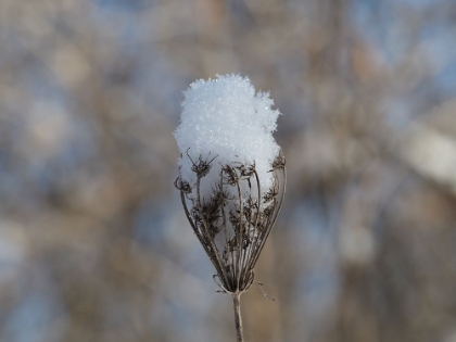 Picture of FROSTED WILD CARROT
