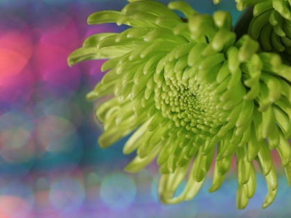 Picture of GREEN CHRYSANTHEMUM