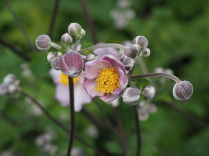 Picture of JAPANESE THIMBLEWEED