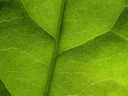 Picture of LEAF TEXTURE