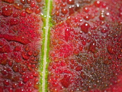 Picture of MAPLE LEAF