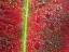 Picture of MAPLE LEAF