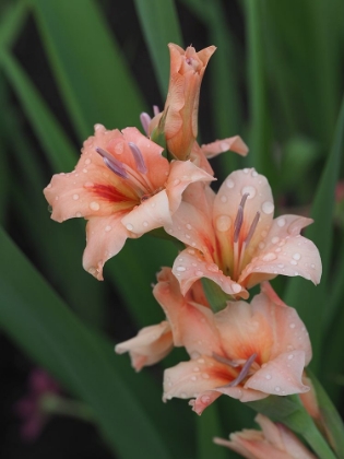 Picture of PEACH GLADIOLUS