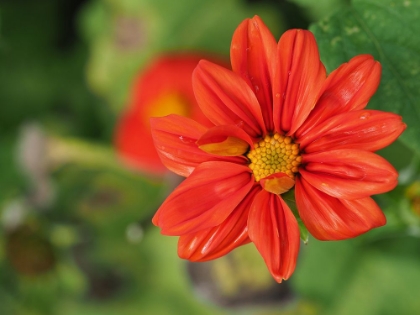 Picture of RED DAHLIA