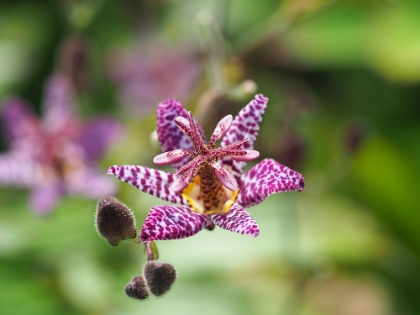 Picture of TRICYRTIS HIRTA