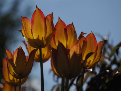 Picture of TULIPS AT DAWN