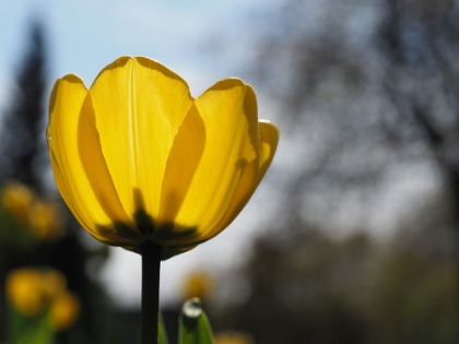 Picture of YELLOW TULIP