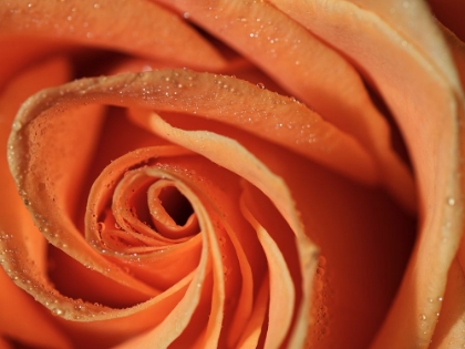 Picture of PEACH ROSE