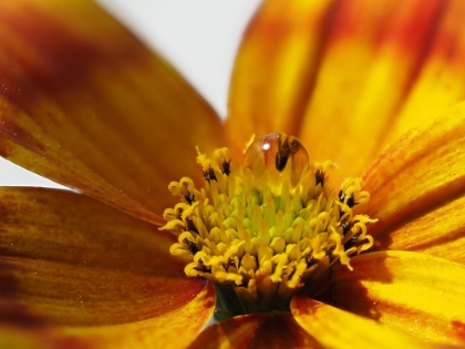 Picture of BIDENS FERULIFOLIA