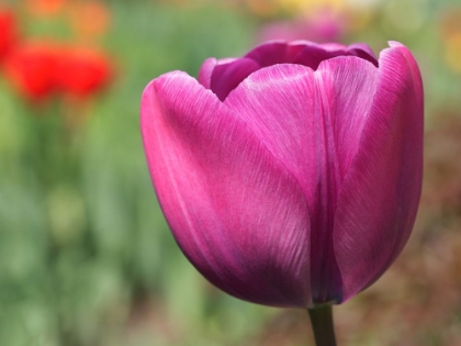 Picture of BIG PURPLE TULIP
