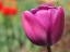 Picture of BIG PURPLE TULIP