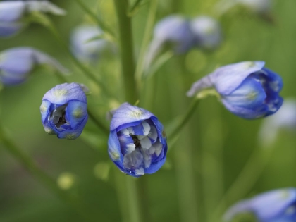 Picture of BLUE DELPHINIUM BUDS