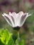 Picture of CAPE MARGUERITE